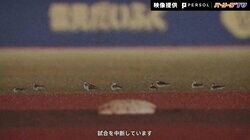“鳥の群れ”を退治したロッテ角中をG.G.佐藤氏称賛「さすがベテラン、出るタイミングわかってます」