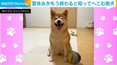 夏休み終了を察知？柴犬の“肩をがっくり”落とす姿に「気持ちよーく
