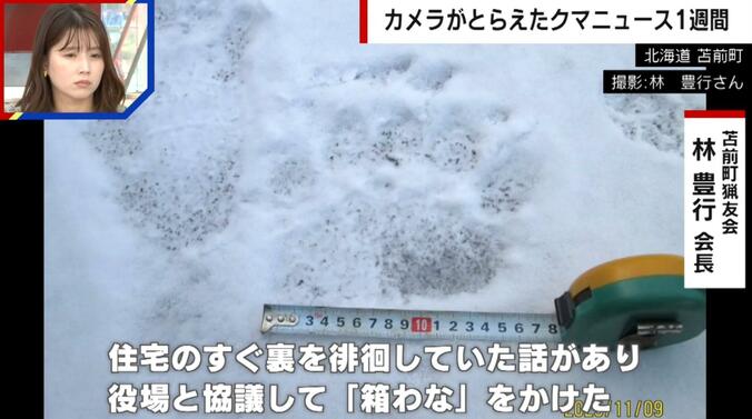 巨大クマの足跡