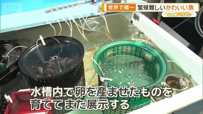 自然界に負荷がない展示を維持