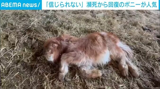 危篤状態の様子