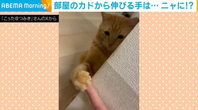 猫のとらくんと飼い主の攻防