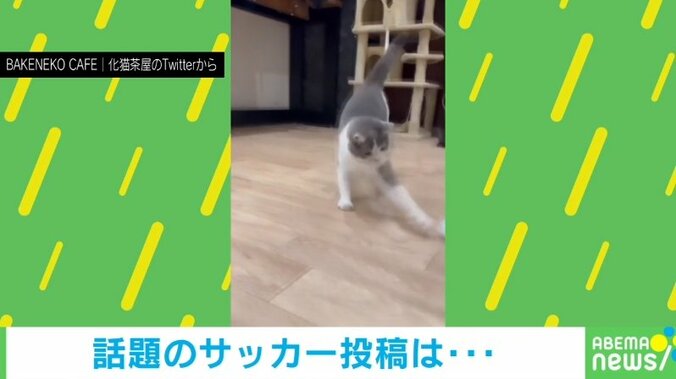 三笘選手のようなドリブルを披露する猫 夢中でボール遊びする姿に「ゼッタイに負けられない戦いニャ」反響続々 1枚目