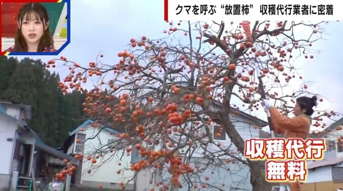 柿の収穫代行は無料