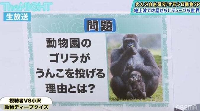 ゴリラがうんこを投げる理由は逃げ惑う人間を見て楽しむため!?専門家が解説 1枚目