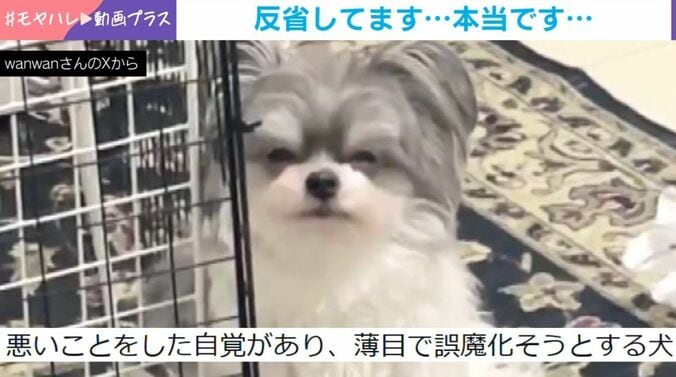 もじゅくん