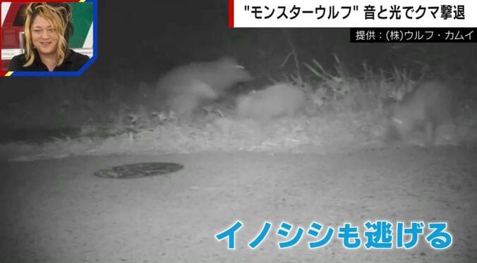モンスターウルフに驚いたイノシシが逃げる様子