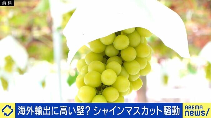 シャインマスカット