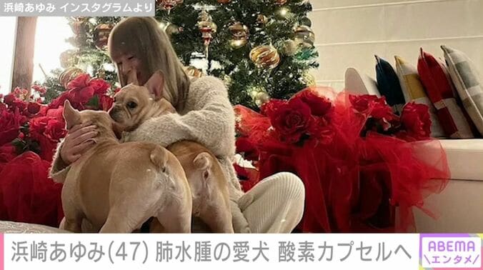 浜崎あゆみと愛犬