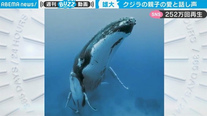 「声がキレイ」クジラ親子の貴重な会話音声がネットで話題 「空飛んでる感じが最高」との声も 1枚目