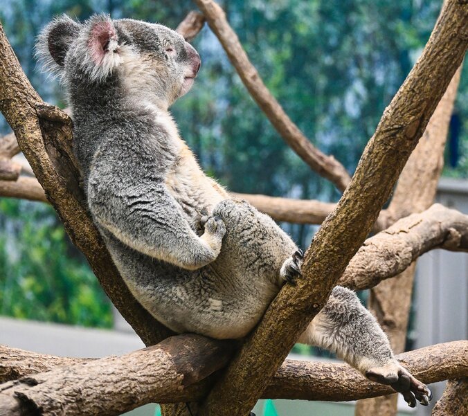 「コアラ丼が可愛すぎる」など話題 通算飼育110頭のレジェンド園を取材した『すごいコアラ！』が重版決定 4枚目