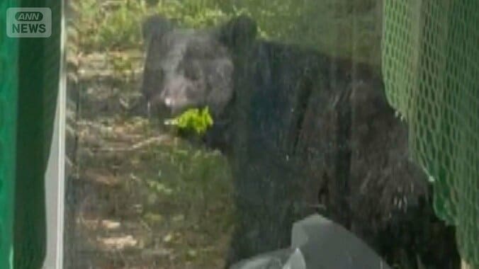 老人ホームにクマ　ガラス扉の向こうで草食べる　秋田市、今月の目撃情報109件 1枚目