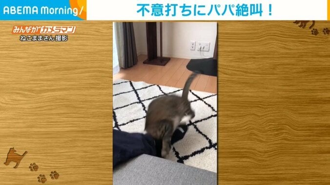 猫の“不意打ち”に飼い主大絶叫 スマホに嫉妬して飛びつく攻撃 1枚目