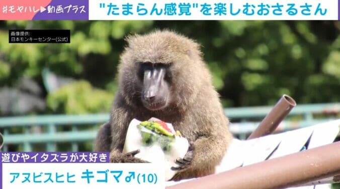 アヌビスヒヒ・キゴマくん