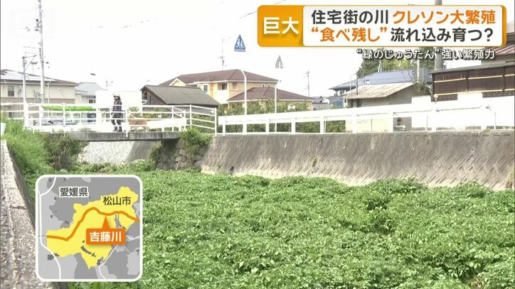 「緑のじゅうたん」のように覆うクレソン