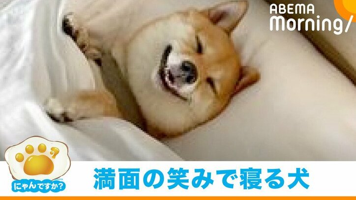 おやつがほしい時は 無言の圧 のんびりまったり 動かない 柴犬一家 かわいいなw と反響 国内 Abema Times