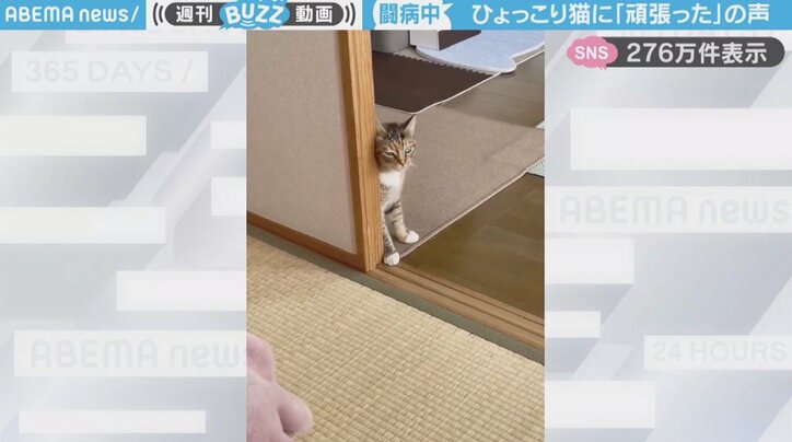 ししまるちゃん
