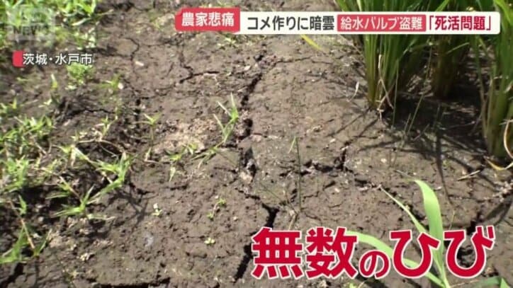 干上がり無数のひびが入った田んぼ