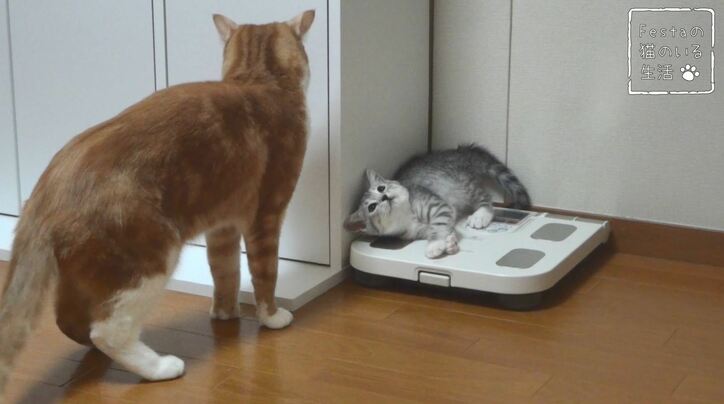 猫「お姉ちゃん遊んでー！」 マンチカン猫姉妹のほっこり日常に密着