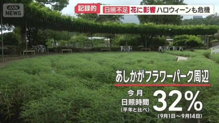日照不足で花の生育遅れ