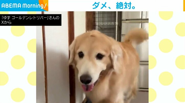 ゴールデンレトリバーのゆずちゃん（5歳）