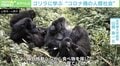 ゴリラに学ぶ“自粛がつらい理由” 霊長類研究者・山極寿一京大前総長が提言するコロナ禍の過ごし方「スマホを捨てればいい」