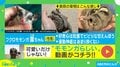 「何この可愛い生き物」フクロモモンガの幸せそうな“寝姿”に悶絶する人続々