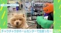動く“カボチャ”にビビりまくる愛犬が可愛い「癒やされる」「モフモフ最高」動画に反響