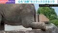 休園日に目撃されたゾウの“独特すぎるポーズ”…飼育員の存在をスルーして休む様子に「やっぱ重いんだ、鼻」「究極のリラックスポーズ」などの声