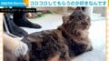 「自分にもコロコロ！」とアピる猫→“回転”しながら満喫する姿にほっこり