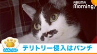 【映像】猫のテリトリーにプレゼント置いたら…まさかの“高速猫パンチ”！
