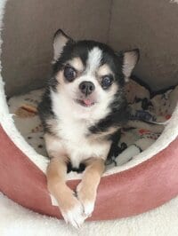 上原さくらの旦那『新参者の苦難…』