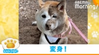 【映像】土遊び後、半分クマになった柴犬