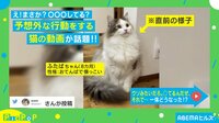 【映像】行儀良く座った猫の“予想外の行動”