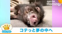 「たまらんブー...zzZ」ヘッドマッサージ器で“こてっ”と寝落ちる子ブタ