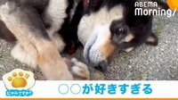 石が大好きすぎる柴犬の“はしゃぎっぷり”