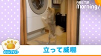 【映像】得意気に“ほふく前進”するコーギー