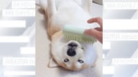 【映像】満面の笑顔→白目で昇天する柴犬