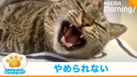 【映像】黒猫のおしりをクンクンするキジトラ