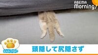 【映像】突然の雷で起きた珍事 猫の“頭隠して尻隠さず”状態に爆笑の渦