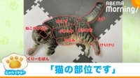 【映像】可愛らしく解説した猫の部位（拡大カット）