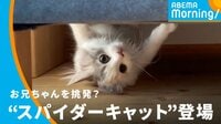 ビックリ！“スパイダーキャット”