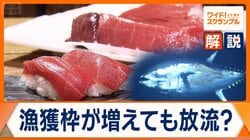 クロマグロ漁獲枠拡大へ　一方、太平洋東西で配分問題　放流？日本の漁業制度に課題も