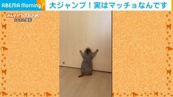 抜群な身体能力を見せつけるプレーリードッグ 驚きの行動に飼い主「こんなにジャンプするんだ」