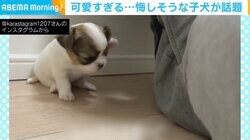 子犬が飼い主の膝へ→母犬に怒られ落下 悔しさで“床を叩く”姿に視聴者釘付け「愛くるしい」「何度も何度も見入って」
