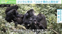 ゴリラに学ぶ“自粛がつらい理由” 霊長類研究者・山極寿一京大前総長が提言するコロナ禍の過ごし方「スマホを捨てればいい」