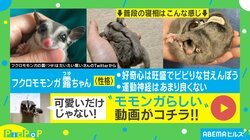 「何この可愛い生き物」フクロモモンガの幸せそうな“寝姿”に悶絶する人続々