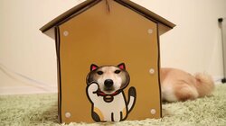 「お尻出てるよ！」ふわもこ柴犬だいふく、家を買う？　お散歩やおもちゃに大興奮