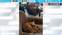 猫がスタバ店内で毛繕い＆ぐっすりお昼寝！猫に優しいイスタンブールでの日常の光景に癒される人続出「あ〜住みたい」