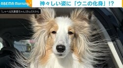 「まるでウニの化身！」全身の毛が逆立つ犬の“神々しい”姿が話題